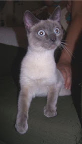 m_siames beyotacristina.jpg