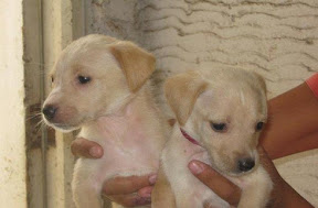 m_cachorritos flor marina.jpg