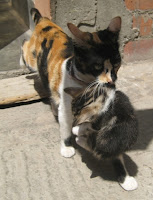 m_gata iris1.jpg