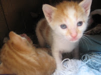 m_gatito iris3.jpg