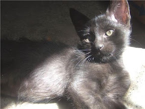 m_minino negro adop2009.jpg
