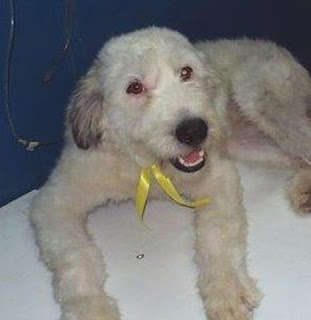 m_perrita flormarina.jpg