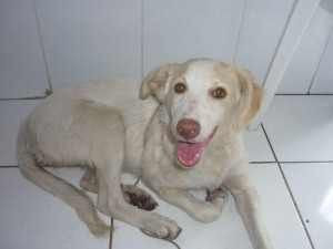 HERMOSA CACHORRA.jpg