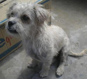m_perrita nocsou.jpg