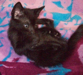 m_gatita.jpg