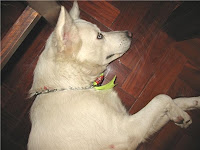 m_perrita piava2.jpg