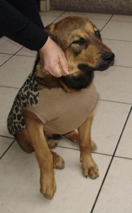 m_perrito inmediaciones pentagonito2.jpg