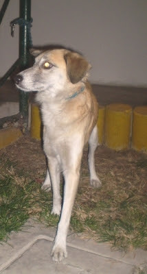 m_perrita raza galvez.jpg