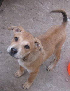m_adopciones2009.jpg