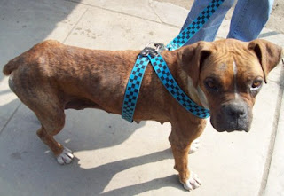 perrita sjl2.JPG