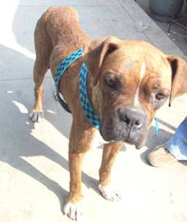 perrita en sjl.JPG