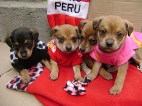 m_cachorritas etapia.jpg