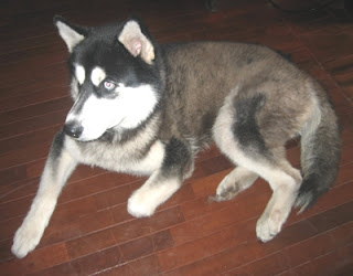 m_wolfy perdido.jpg