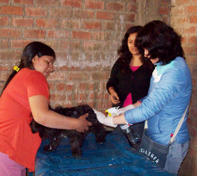 desparasitacion cieneguilla20.JPG