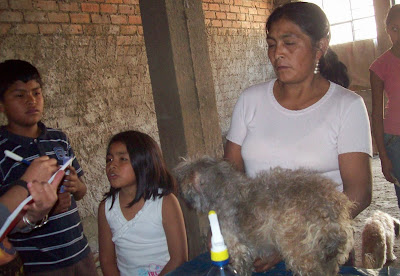 desparasitacion cieneguilla21.JPG