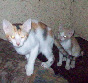gaticos marialuisa5.jpg