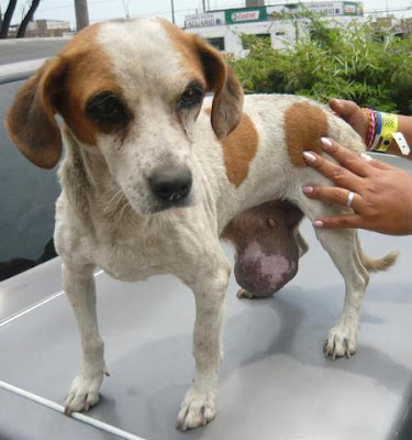 perrita Apuquita.JPG