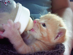 gatitos bell1.jpg