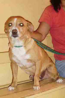 rubi adopcion.JPG