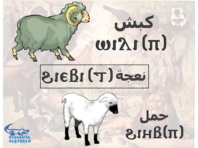 %D8%B7%C2%B4%D8%B7%C2%B1%D8%B8%D9%B9%D8%B7%C2%AD%D8%B7%C2%A917.JPG