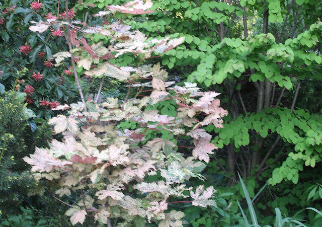 acer pseudoplatanoides ensk sunset; katsura heronswood globe in may