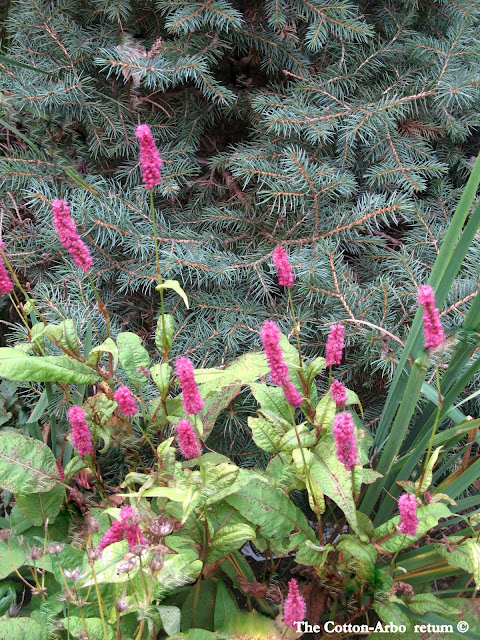 Persicaria Golden Arrow