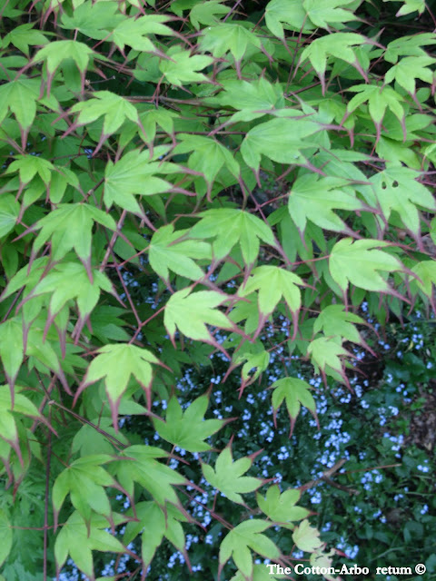 Acer palmatum Tsuma gaki, forget me nots