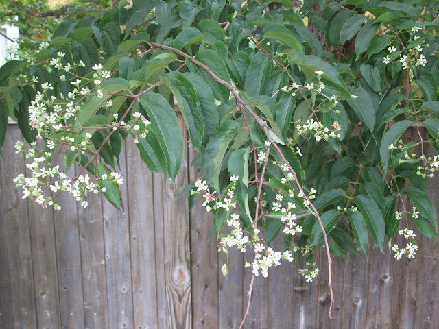 heptacodium before flush of pink calyxes
