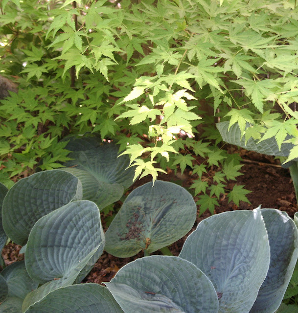 Acer Palmatum Orange Dream, Hosta Love Pat