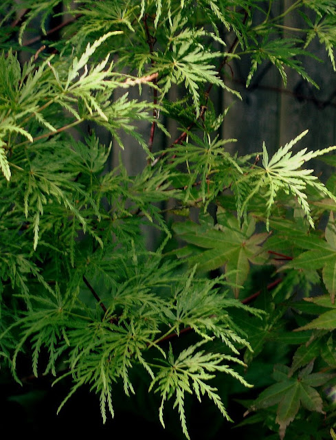 Acer Palmatum Seiryu and Beni Maiko