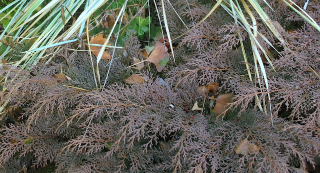Chamaecyparis Nana lutea, Lymus glauca, Microbiota decussata