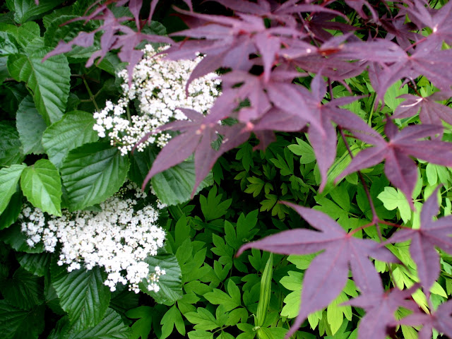 Viburnum Allegheny, Dicentra aurea, Acer Palmatum Nuresagi