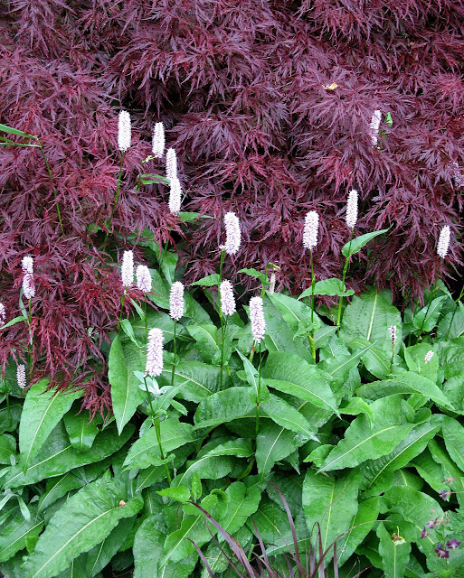 Polygonum Bistorta Superbum , Acer Palmatum Red Dragon