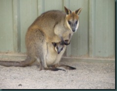 Känguru med barn i pungen