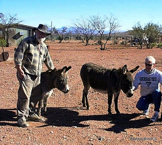 Donkeys and dogs