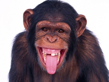 macaco engraçado macaco engraçado