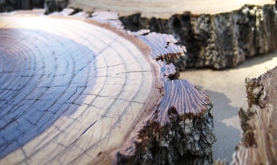 [wood11[5].jpg]