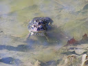 American toads in amplexus.JPG