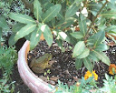 Frog with bay tree-Greenfield Village, Marion Harris.JPG