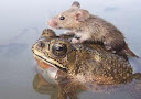 mouse frog.jpg