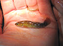Bloomfield Frog Listen 2010-04-23 023.jpg
