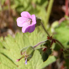 Caragola laciniada, alfiler