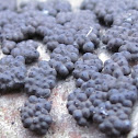 syn.: Hypoxylon multiforme/crustaceum
