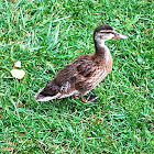 Mallard