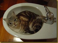 gatti9 gatti9