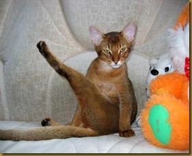 gatto7 gatto7