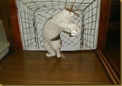 gatti14 gatti14