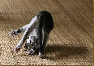 gattocuscunettiorecchieculo gattocuscunettiorecchieculo