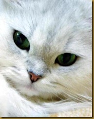 gatti29 gatti29