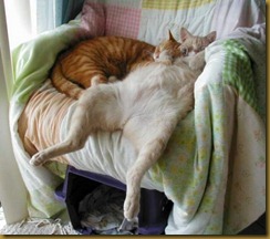 gatti8 gatti8